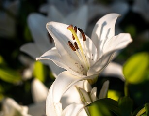 Closeup of gorgeous flowers in the Wuhan Botanical Garden under bright sunlight