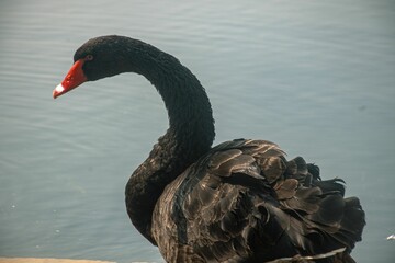 Naklejka premium Selective of black swan (Cygnus atratus) in a lake