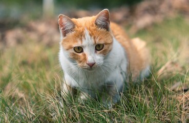 Naklejka na ściany i meble Closeup of a tabby cat sitting in green grass