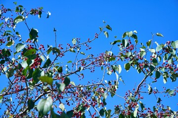 Close-up shot of cherries growing on a tree
