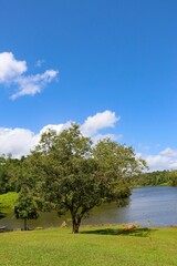 Tree in the Lake Park of Petergof under the beautiful blue sky