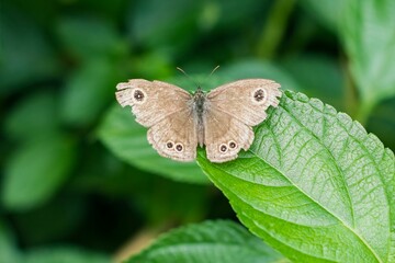 Macro of a Small tortoiseshell landed on a leaf with open wings