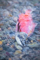 Vertical shot of a fish in a river