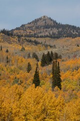 Vertical shot of vast forests with yellow trees and a mountain in the background