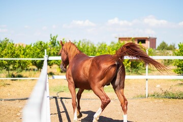A brown Arabian horse in a stable outdoors, on a farm, with trees in the background on a sunny day