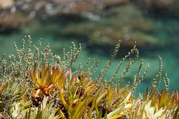 Closeup shot of a plant on the coast of Costa Brava, Spain.