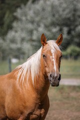 Vertical portrait of a brown horse