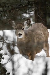 Naklejka na ściany i meble Vertical closeup shot of a deer standing in the snowy winter forest