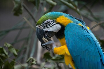 Closeup shot of a beautiful Macaws parrot eating
