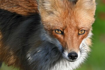 Portrait red fox Vulpes vulpes on a beautiful background