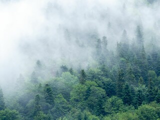 Foggy forest in Rila, Bulgaria