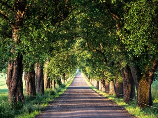 Beautiful shot of a road between tree lines in Carinthia, Austria