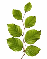 Vertical closeup of a hornbeam branch with green leaves with shiny texture on a white background