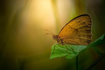 Obraz premium Closeup of a beautiful brown sand eye butterfly, meadow brown, Maniola jurtina on a green leaf