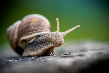 Macro, selective focus of snail, slug captured against a blurred background