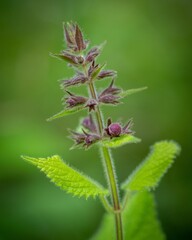 Vertical macro of a Hedge woundwort hairy perennial plant captured against a blurred background