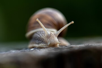 Macro, selective focus of snail, slug captured against a blurred background