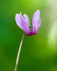 Fototapeta premium Closeup view of a purple cyclamen flower on a green blurry background
