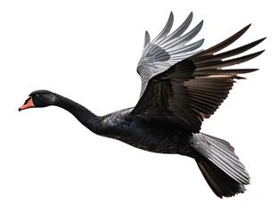 Flying black swan isolated on the transparent background PNG. Top view. AI generative.