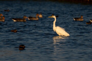 Great egret (Ardea alba) swimming in the water