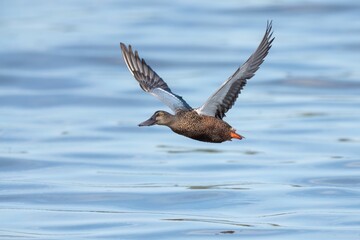 Closeup shot of a northern shoveler (Spatula clypeata) flying over the water