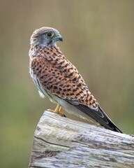 Vertical closeup of a common kestrel (Falco tinnunculus) perched on a branch and looking at camera