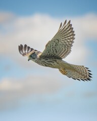 Vertical closeup of a common kestrel (Falco tinnunculus) perched on a branch