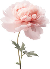 Pink Peony flower close up macro high quality single stem ikebana flower, transparent background PNG, for wedding invitations, graphic design, generative ai