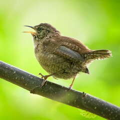 Closeup of a wren bird singing on a branch