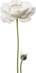 Cream ranunculus flower close up macro high quality single stem ikebana flower, transparent background PNG, for wedding invitations, graphic design, generative ai