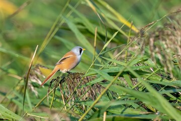 Closeup of a male Bearded reedling bird