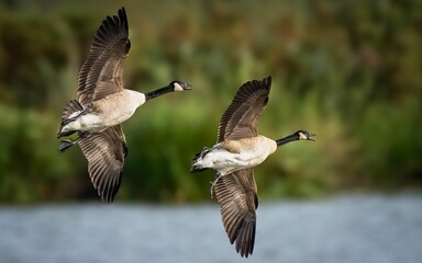 Adorable Canadian geese flying against a blurred background in closeup