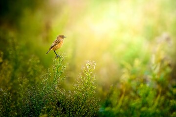 Selective focus shot of a red-breasted stonechat bird perched on a plant
