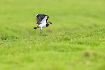 Selective focus shot of a lapwing bird flying over a green grassy field