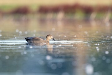 Selective focus shot of a gadwall waterfowl floating on a lake surface