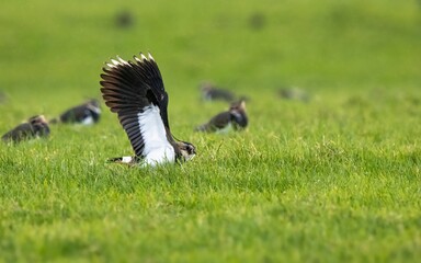 Selective focus shot of a lapwin bird flying over a green grassy field