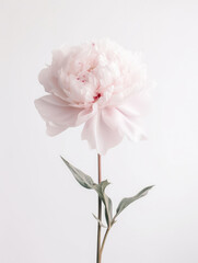 Fototapeta na wymiar Pink Peony flower close up macro high quality single stem ikebana flower, light background, for wedding invitations, graphic design, generative ai