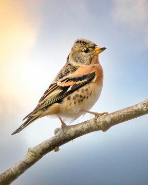 Vertical selective focus shot of a brambling bird perched on a tree branch