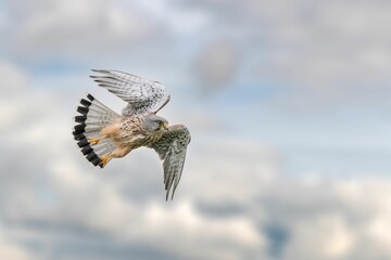 Selective focus shot of a kestrel bird flying in a cloudy sky