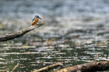 Common kingfisher (Alcedo atthis) perched on a branch stick above the water