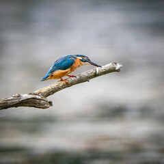 Selective focus of a kingfisher bird on a stick over a river