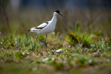 Relict gull (Ichthyaetus relictus) walking in the field with grass