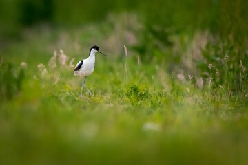 Relict gull (Ichthyaetus relictus) walking in the field with flowers