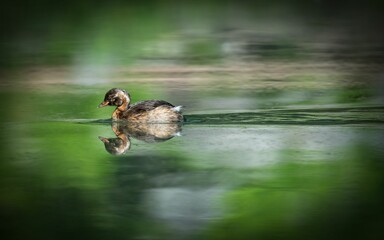Lone grebe bird on a shallow lake swamp in the Netherlands