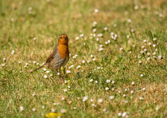 Robin on the grass
