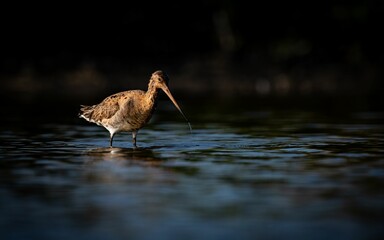 Lone wader black-tailed godwit bird on a shallow swamp lake in the Netherlands