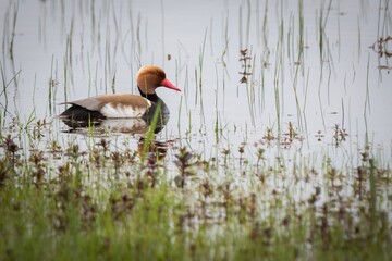 Lone red-crested pochard duck on a calm lake in the Netherlands