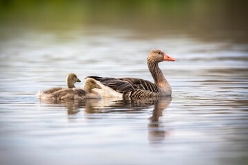 Mother goose with its gooselings on a calm river