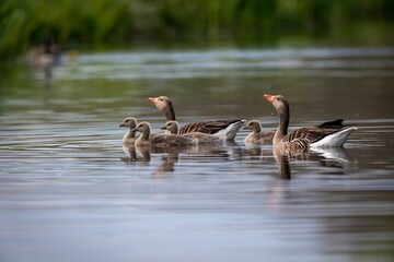Adult geese with gooselings on a calm river