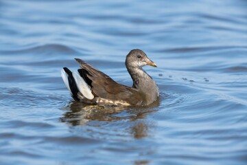 Juvenile moorhen floating on a lake swamp
